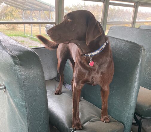 5. Blue the dog